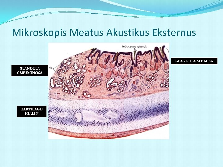 Mikroskopis Meatus Akustikus Eksternus GLANDULA SEBACEA GLANDULA CERUMINOSA KARTILAGO HIALIN 