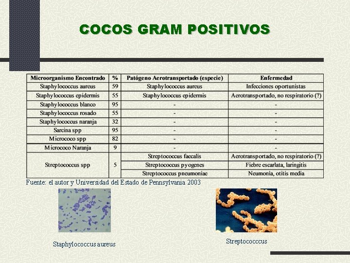 COCOS GRAM POSITIVOS Fuente: el autor y Universidad del Estado de Pennsylvania 2003 Staphylococcus