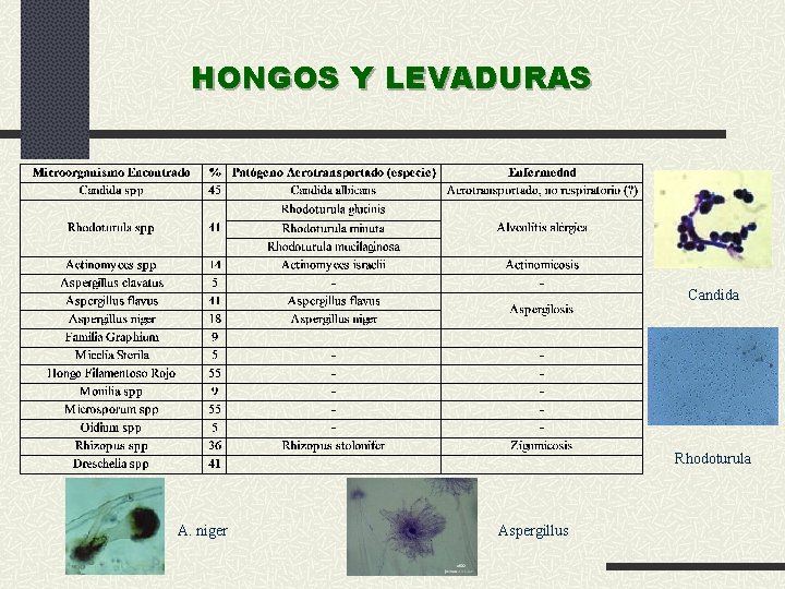 HONGOS Y LEVADURAS Candida Rhodoturula A. niger Aspergillus 