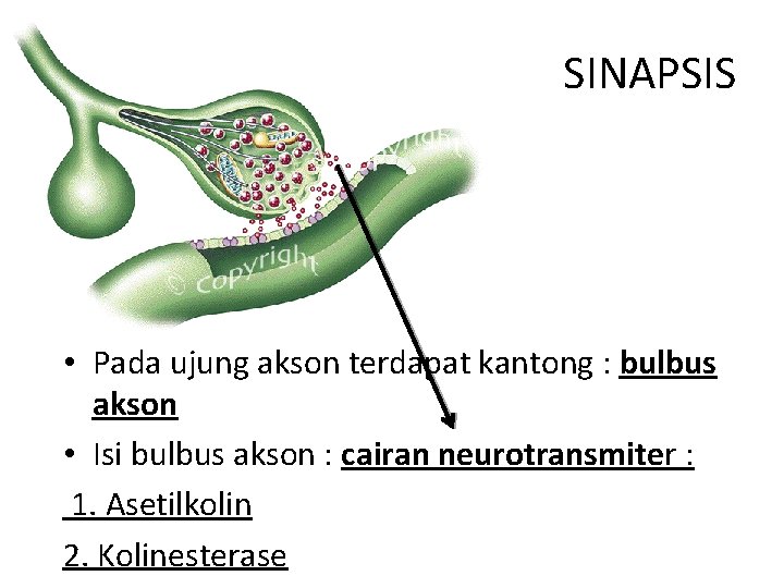 SINAPSIS • Pada ujung akson terdapat kantong : bulbus akson • Isi bulbus akson