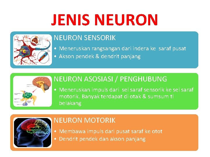 JENIS NEURON SENSORIK • Meneruskan rangsangan dari indera ke saraf pusat • Akson pendek