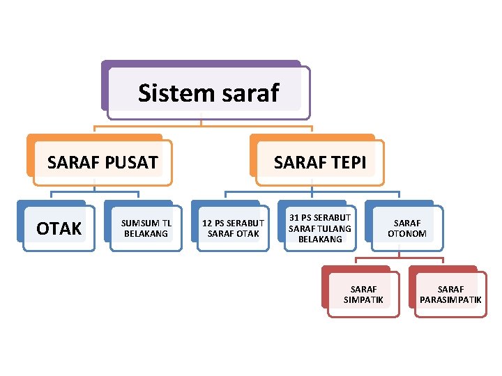 Sistem saraf SARAF PUSAT OTAK SUMSUM TL BELAKANG SARAF TEPI 12 PS SERABUT SARAF