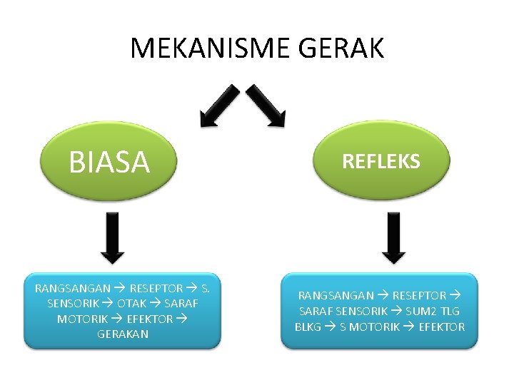 MEKANISME GERAK BIASA RANGSANGAN RESEPTOR S. SENSORIK OTAK SARAF MOTORIK EFEKTOR GERAKAN REFLEKS RANGSANGAN