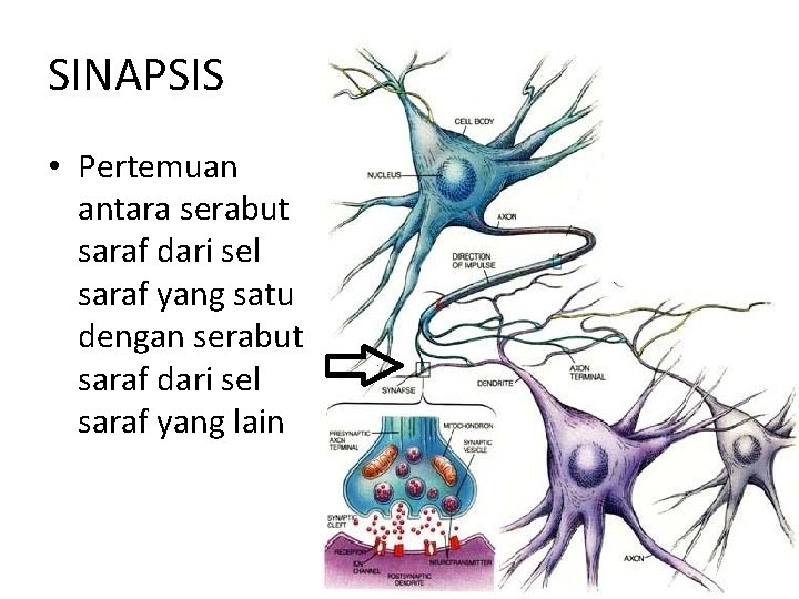 SINAPSIS • Pertemuan antara serabut saraf dari sel saraf yang satu dengan serabut saraf