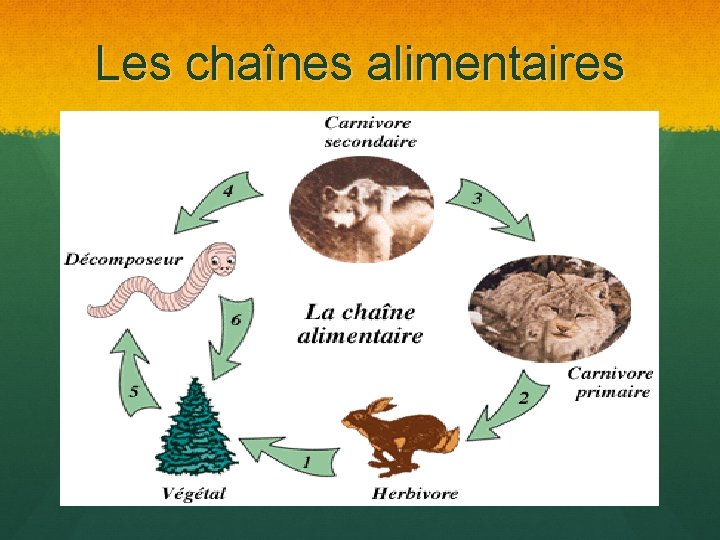 Les chaînes alimentaires 