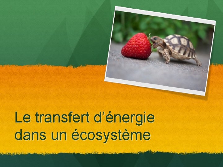 Le transfert d’énergie dans un écosystème 