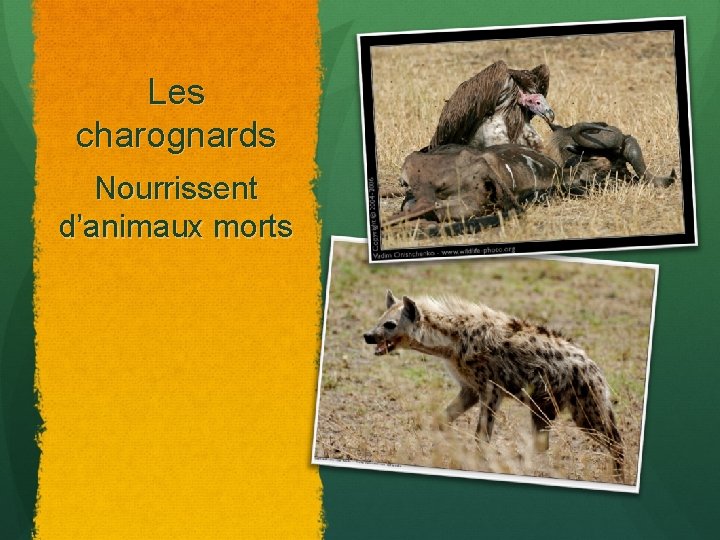 Les charognards Nourrissent d’animaux morts 