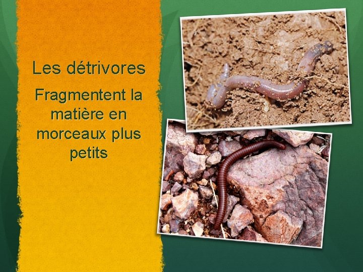 Les détrivores Fragmentent la matière en morceaux plus petits 