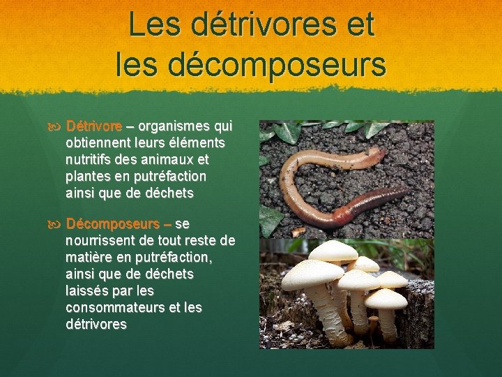 Les détrivores et les décomposeurs Détrivore – organismes qui obtiennent leurs éléments nutritifs des