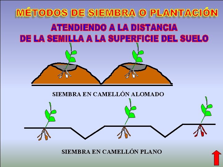 SIEMBRA EN CAMELLÓN ALOMADO SIEMBRA EN CAMELLÓN PLANO Fitotecnia General-----------------------Orestes Lucio González Jiménez 