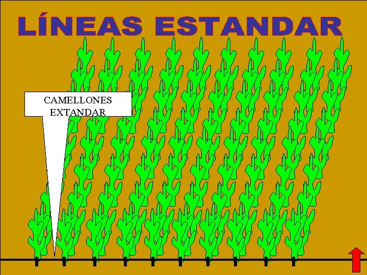 CAMELLONES EXTANDAR Fitotecnia General-----------------------Orestes Lucio González Jiménez 