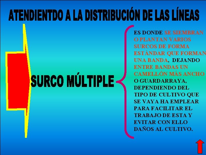 ES DONDE SE SIEMBRAN O PLANTAN VARIOS SURCOS DE FORMA ESTÁNDAR QUE FORMAN UNA