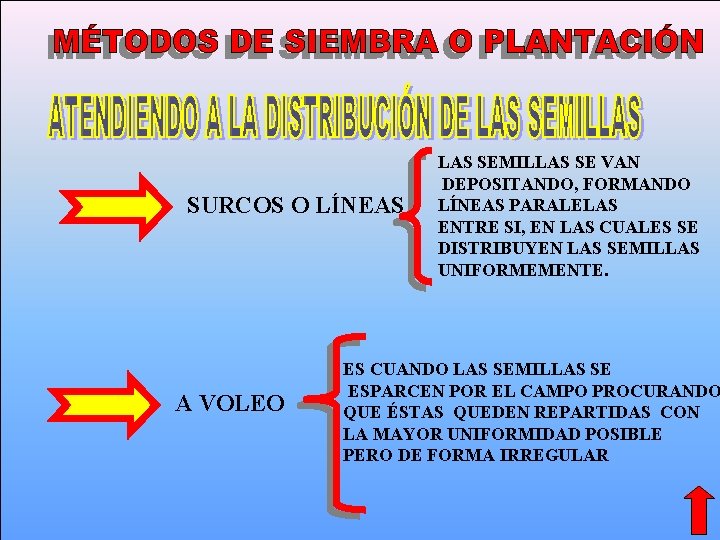 SURCOS O LÍNEAS A VOLEO LAS SEMILLAS SE VAN DEPOSITANDO, FORMANDO LÍNEAS PARALELAS ENTRE