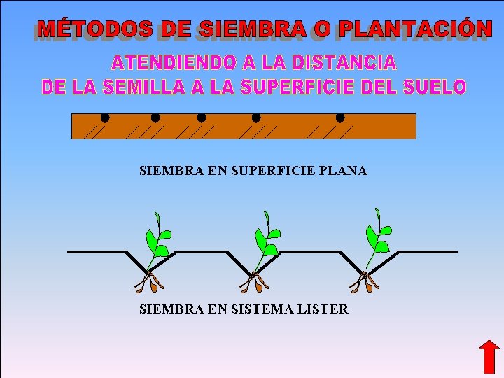 SIEMBRA EN SUPERFICIE PLANA SIEMBRA EN SISTEMA LISTER Fitotecnia General-----------------------Orestes Lucio González Jiménez 