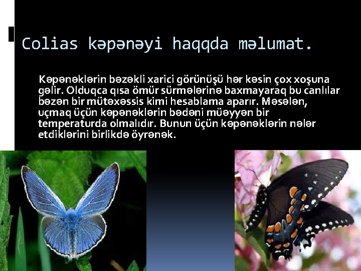 Colias kəpənəyi haqqda məlumat. Kəpənəklərin bəzəkli xarici görünüşü hər kəsin çox xoşuna gəlir. Olduqca