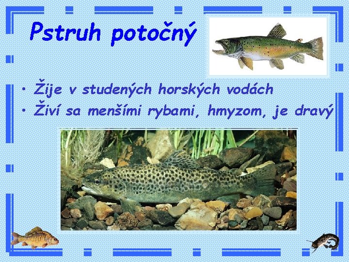 Pstruh potočný • Žije v studených horských vodách • Živí sa menšími rybami, hmyzom,