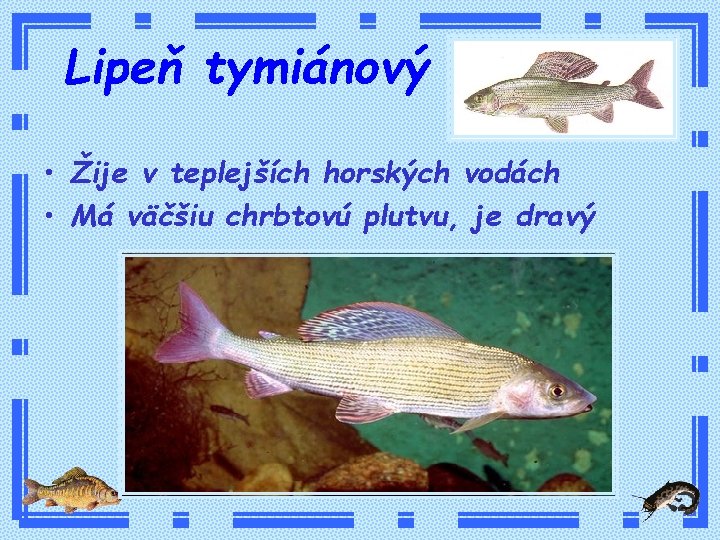 Lipeň tymiánový • Žije v teplejších horských vodách • Má väčšiu chrbtovú plutvu, je