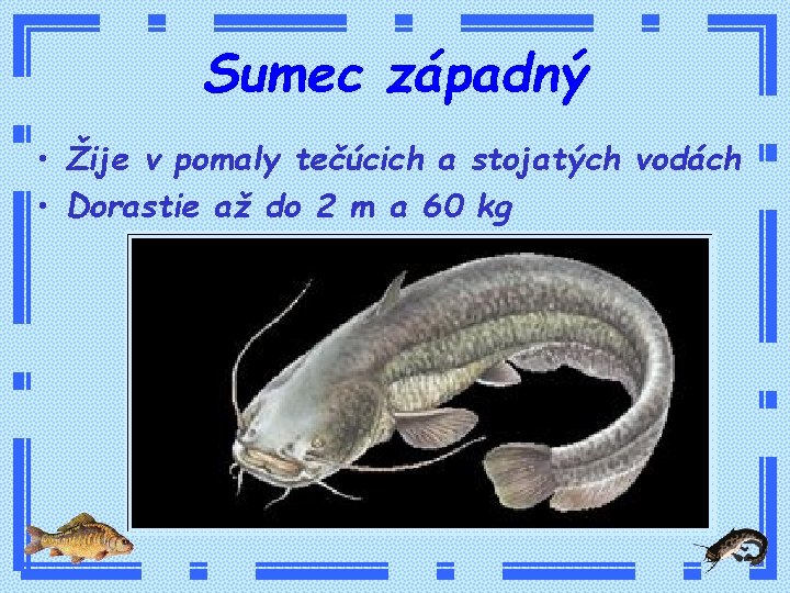 Sumec západný • Žije v pomaly tečúcich a stojatých vodách • Dorastie až do