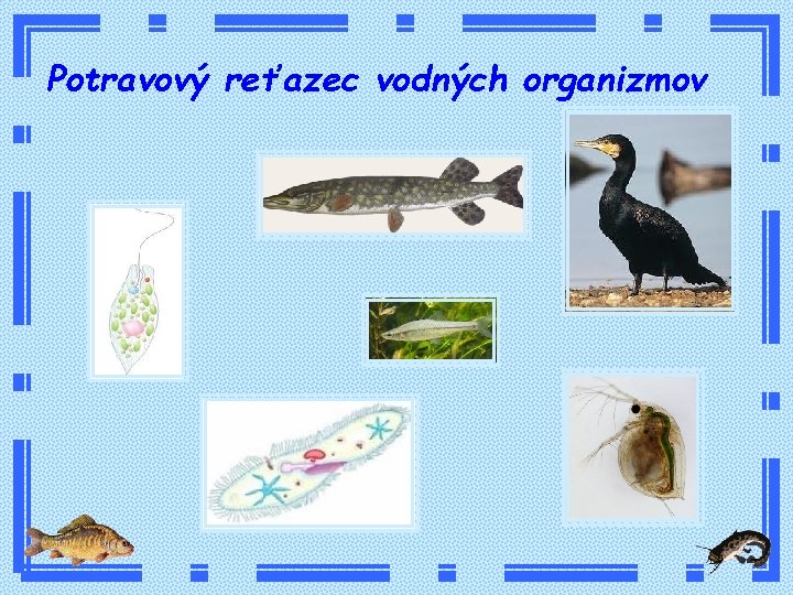 Potravový reťazec vodných organizmov 