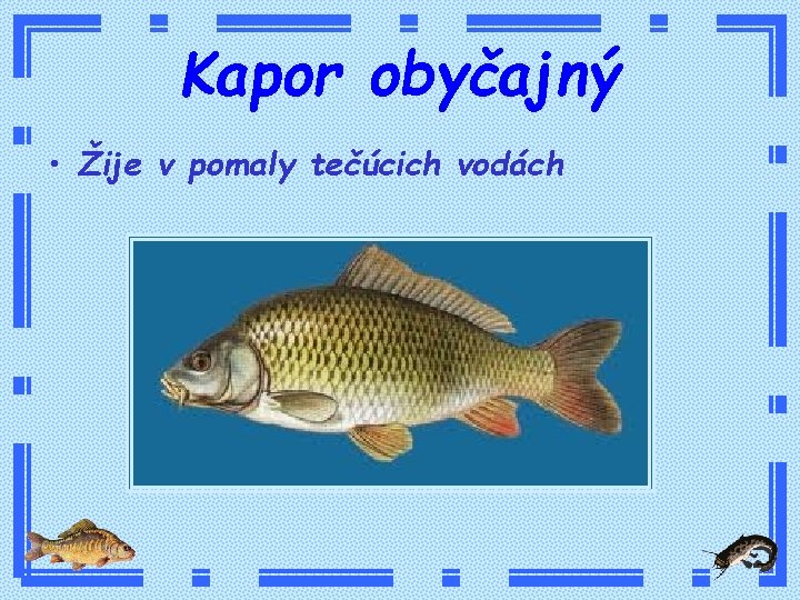 Kapor obyčajný • Žije v pomaly tečúcich vodách 