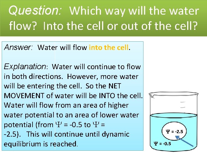 Question: Which way will the water flow? Into the cell or out of the