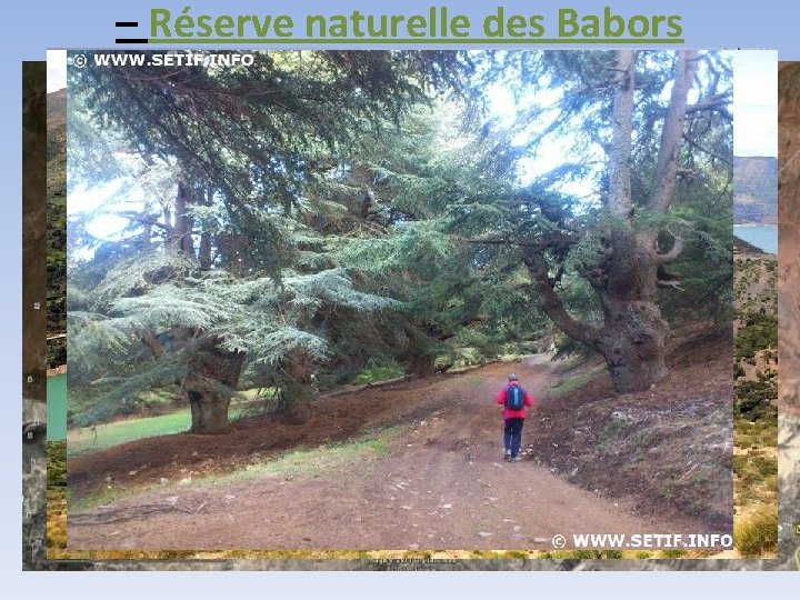 – Réserve naturelle des Babors • Sur une superficie de 2367 ha. • Le