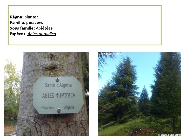 Règne: plantae Famille: pinacées Sous famille: Abiétées Espèces: Abies numidica 