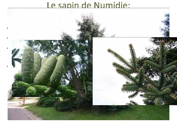 Le sapin de Numidie: Abies numidica • Espèces endémique du massif des Babor •