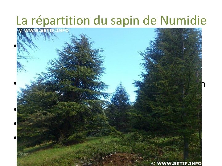 La répartition du sapin de Numidie • Entre 1300 et 2000 m d’haltitude dans