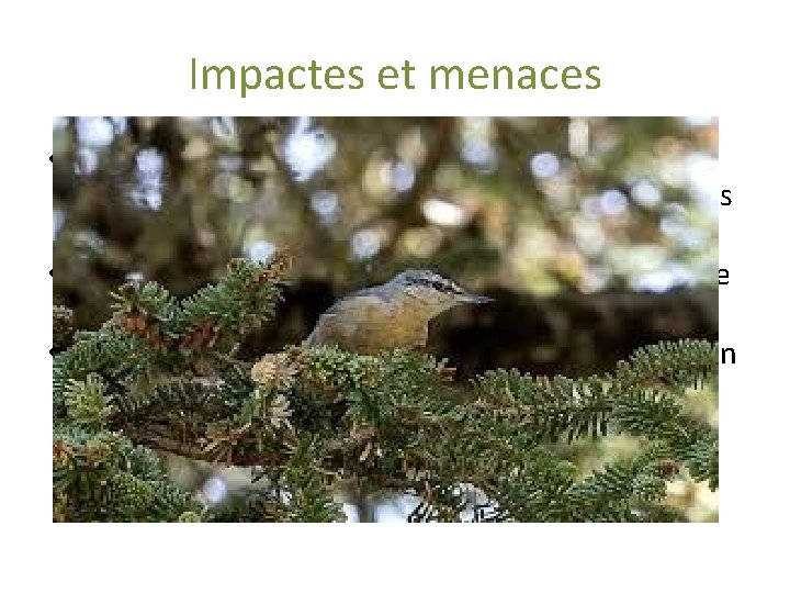 Impactes et menaces • Les menaces sont essentiellement d’ordre humaines le surpâturage les incendies