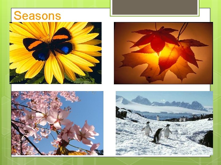 Seasons Seasons