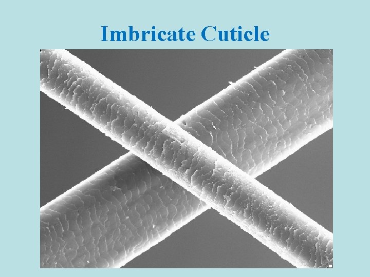 Imbricate Cuticle 