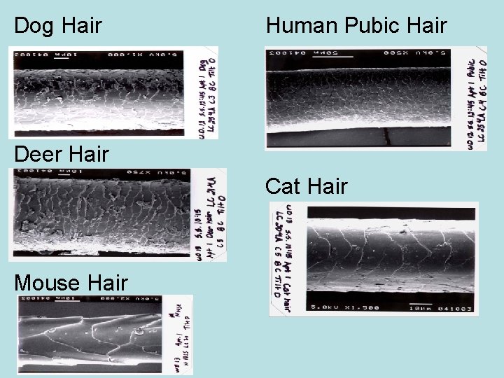 Dog Hair Human Pubic Hair Deer Hair Cat Hair Mouse Hair 