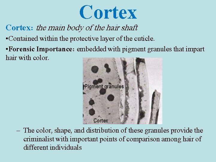 Cortex: the main body of the hair shaft • Contained within the protective layer