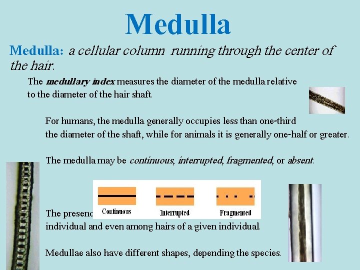 Medulla: a cellular column running through the center of the hair. The medullary index