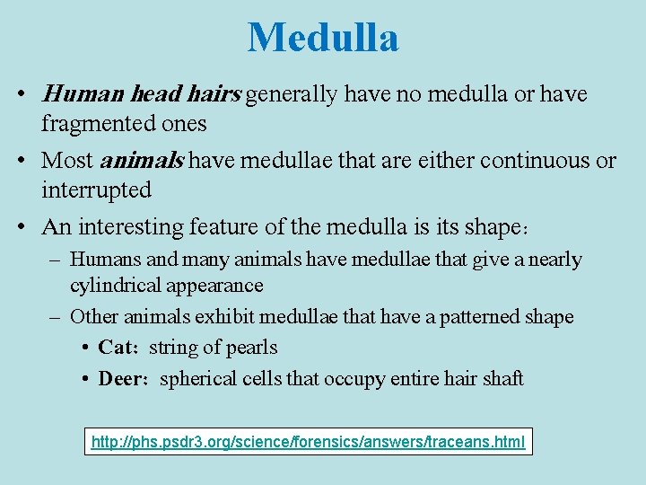 Medulla • Human head hairs generally have no medulla or have fragmented ones •