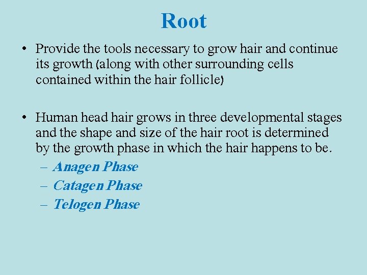 Root • Provide the tools necessary to grow hair and continue its growth (along