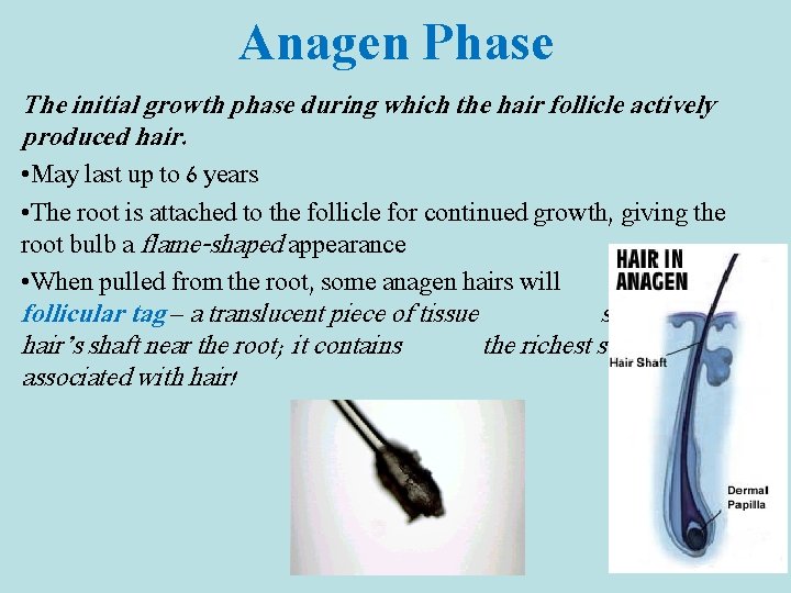 Anagen Phase The initial growth phase during which the hair follicle actively produced hair.