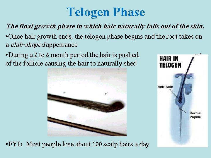 Telogen Phase The final growth phase in which hair naturally falls out of the