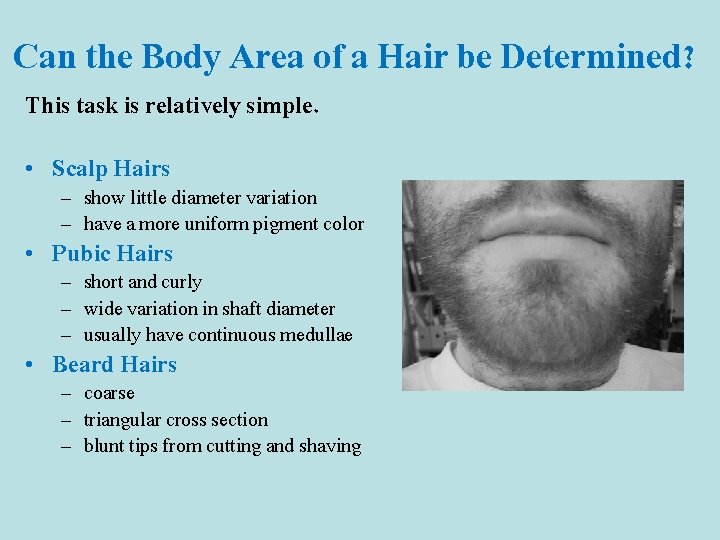 Can the Body Area of a Hair be Determined? This task is relatively simple.