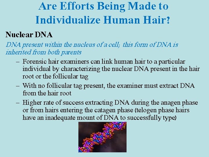 Are Efforts Being Made to Individualize Human Hair? Nuclear DNA present within the nucleus