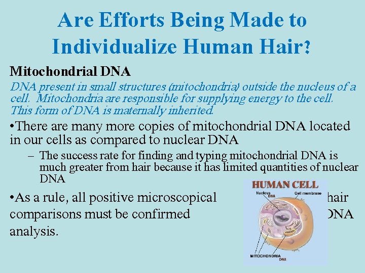 Are Efforts Being Made to Individualize Human Hair? Mitochondrial DNA present in small structures