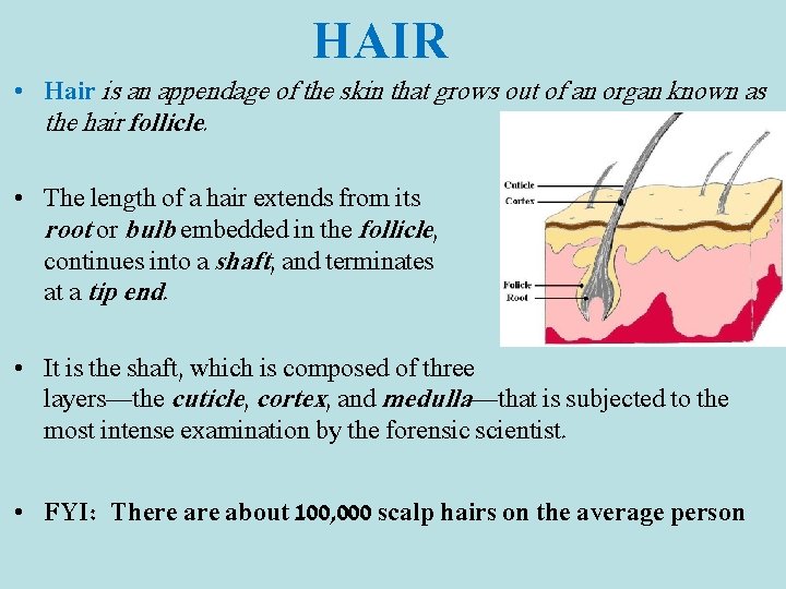 HAIR • Hair is an appendage of the skin that grows out of an