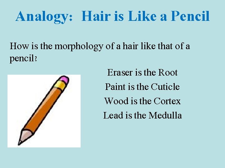 Analogy: Hair is Like a Pencil How is the morphology of a hair like