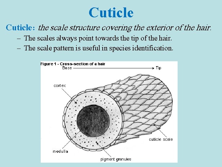 Cuticle: the scale structure covering the exterior of the hair. – The scales always