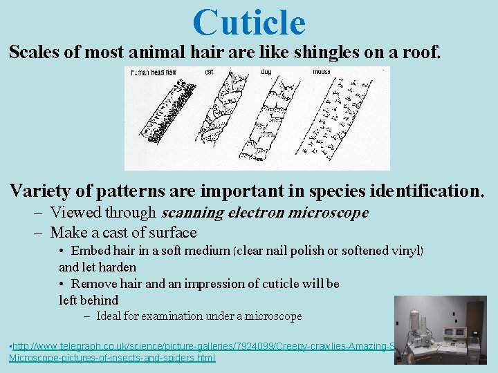 Cuticle Scales of most animal hair are like shingles on a roof. Variety of