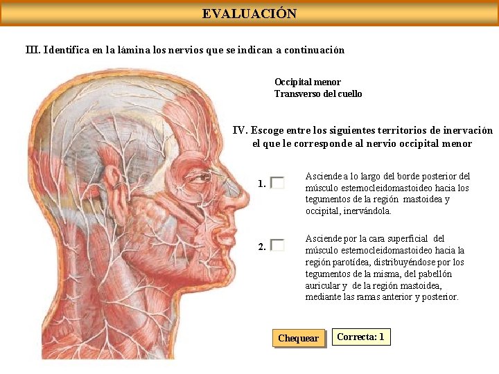 EVALUACIÓN III. Identifica en la lámina los nervios que se indican a continuación Occipital