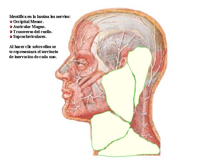 Identifica en la lamina los nervios: Occipital Menor. Auricular Magno. Transverso del cuello. Supraclaviculares.