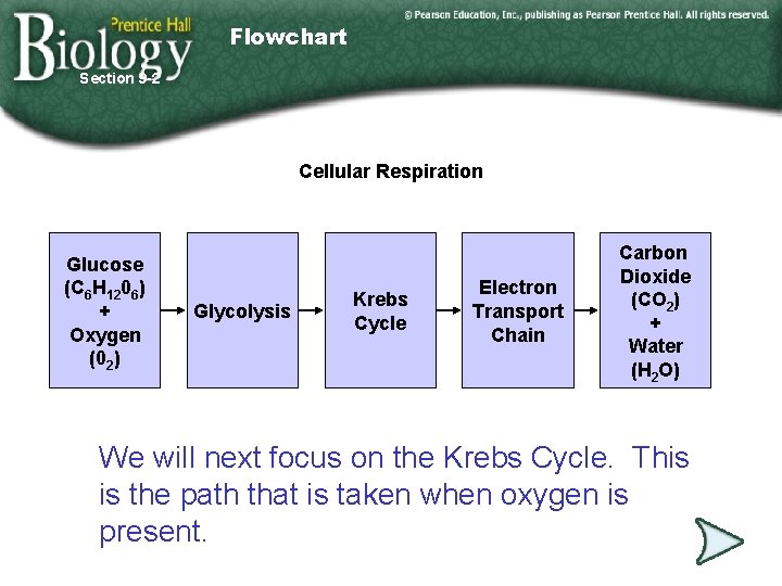 Flowchart Section 9 -2 Cellular Respiration Glucose (C 6 H 1206) + Oxygen (02)
