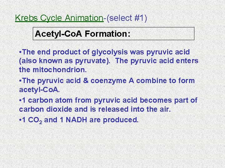 Krebs Cycle Animation-(select #1) Acetyl-Co. A Formation: • The end product of glycolysis was